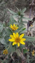 Bidens rubifolia