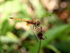 Trithemis selika