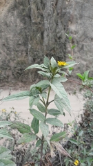 Bidens rubifolia