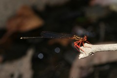 Proplatycnemis sanguinipes