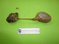 Boltenia ovifera