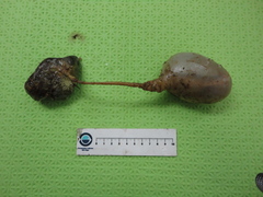 Boltenia ovifera