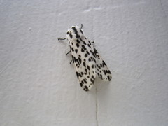 Hypercompe permaculata