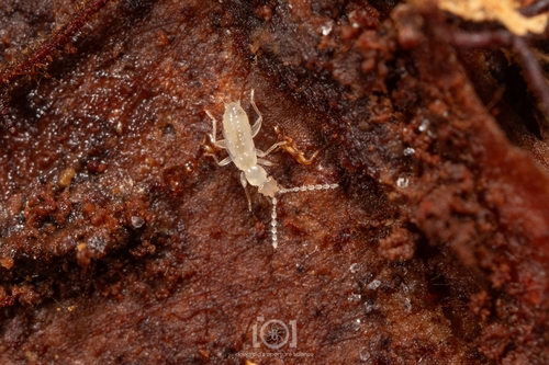 Hubbard's Angel Insect photo 6