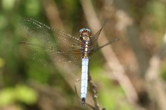 Orthetrum azureum