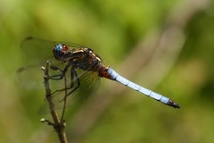 Orthetrum azureum