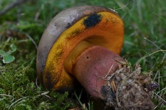 Neoboletus xanthopus