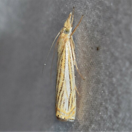 Crambus multilinellus photo 3