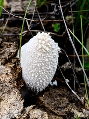 Coprinopsis nivea