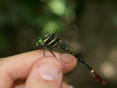 Phyllomacromia trifasciata