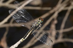 Archaeophlebia martini