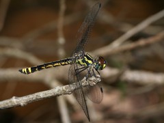 Archaeophlebia martini