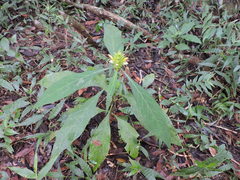 Barleria oenotheroides