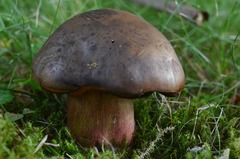 Neoboletus xanthopus