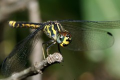 Archaeophlebia martini