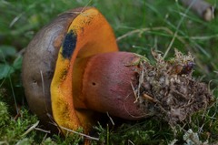 Neoboletus xanthopus
