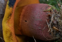 Neoboletus xanthopus