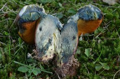 Neoboletus xanthopus
