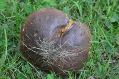 Neoboletus xanthopus