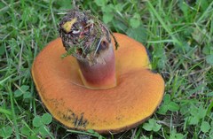 Neoboletus xanthopus