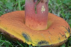 Neoboletus xanthopus
