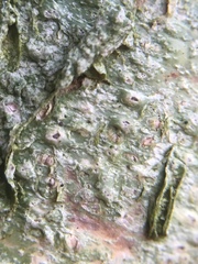 Pertusaria leioplaca