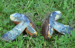 Neoboletus xanthopus