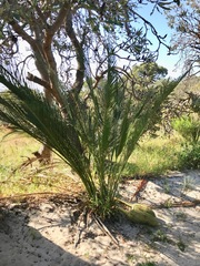 Macrozamia fraseri