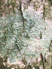 Pertusaria leioplaca