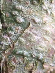 Pertusaria leioplaca