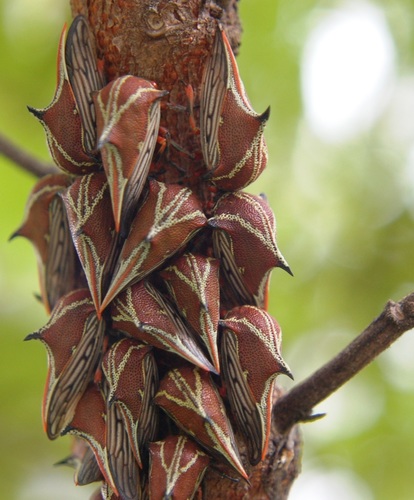 Umbonia reclinata