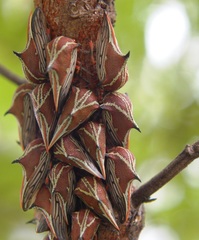 Umbonia reclinata
