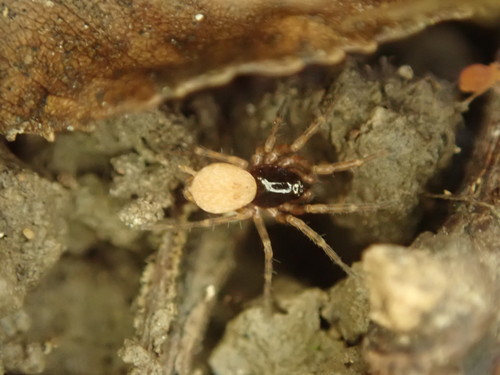 Hahniidae