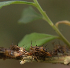 Aconophora compressa