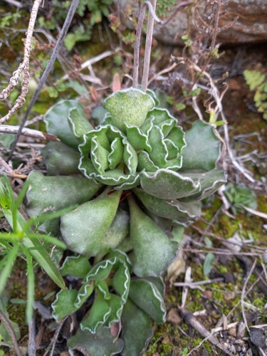 Image of Adromischus cristatus by (c) Christiaan Viljoen, some rights reserved (CC BY)