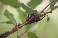 Aconophora compressa