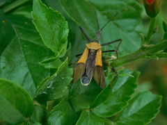 Zelus janus