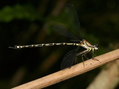 Nesolestes ranavalona