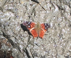 Hypanartia