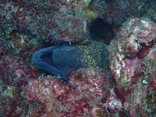 Yellow-edged moray
