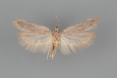 Filatima striatella