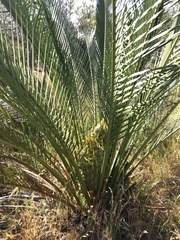 Macrozamia fraseri