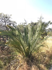 Macrozamia fraseri