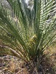 Macrozamia fraseri