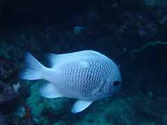 Strasburg's Dascyllus photo 3
