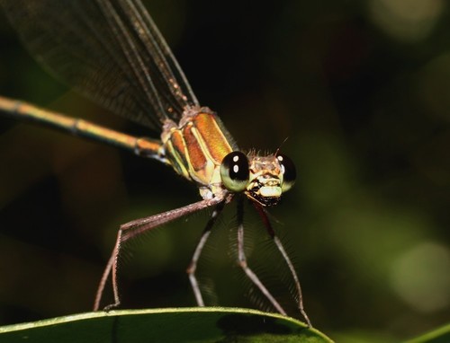 Madagascar demoiselle