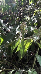 Magnoliopsida