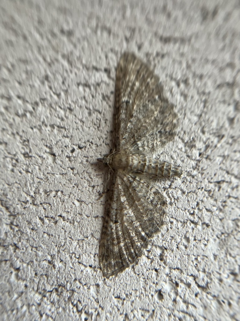 Common Pug from 78К-0009, Борок, Ярославская область, RU on July 18 ...