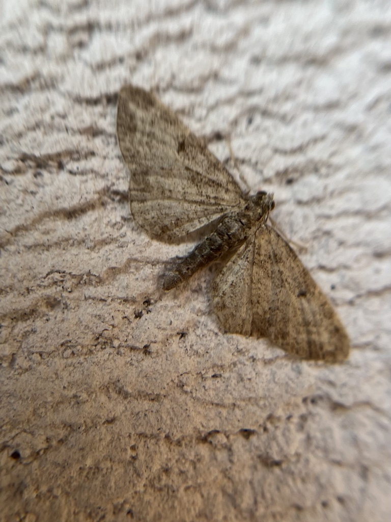 Common Pug from 78К-0009, Борок, Ярославская область, RU on July 18 ...