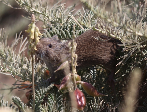 California Vole